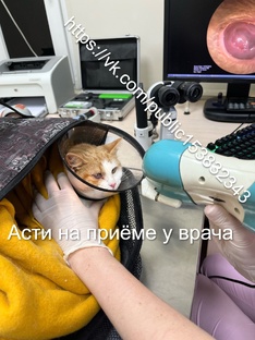 Асти, Моника и другие жертвы садоводства