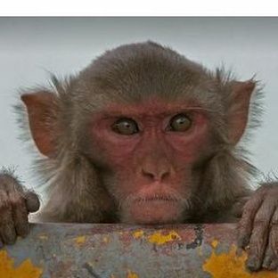 Макаки: обезьяны, которые знают о жизни больше нас