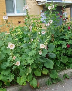 Городские прогулки