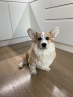 Наш Пёс❤️