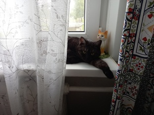 Кошачьи истории