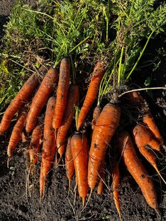 Морковь