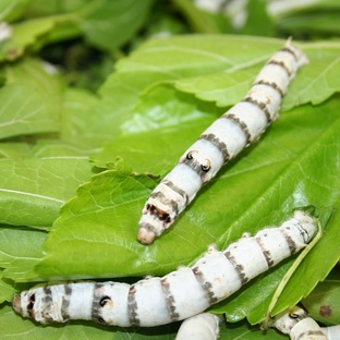 Шелкопряд: от гусеницы до шёлковой нити