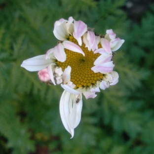 Марафон Благодарности Январь 2026