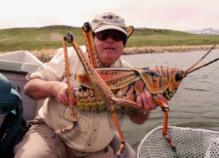 Насекомые, которые изменят ваше представление о них