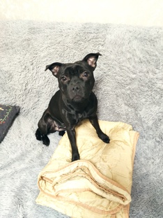 Staffie