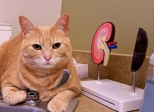 Здоровье почек и мочевого пузыря вашего питомца: что нужно знать