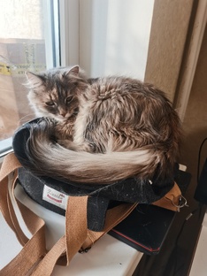 Ася