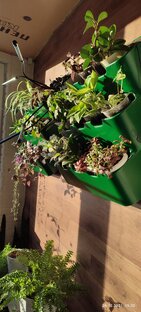 Фито модуль) 