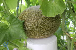 Арбузы и дыни в теплице. Нижегородская область. Сезон 2021.