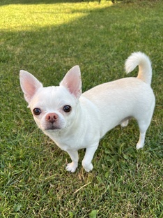 Дневник 📔 Бусинки 