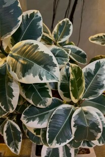 Фикусы дома: зелёные гиганты и уютные миниатюры