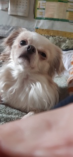 Мои хвостики.