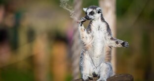 Интересные факты