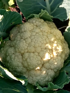 Всё для урожая