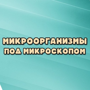 Микроорганизмы под микроскопом