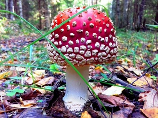 Роман с грибами