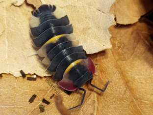 Merulanella sp. {Quadcolor} 