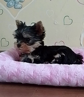 Собачка Соня