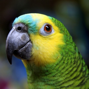 Попугаи: ум, речь и секреты пернатых гениев