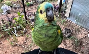 Форс-мажоры с попугаями