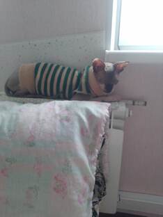 Котодети нашей семьи