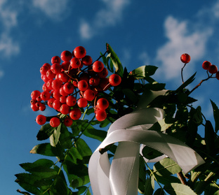 Обряды с Рябиной