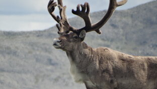 Заповедные животные