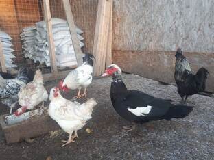 Птичий двор