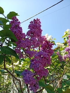 Хроники дачные