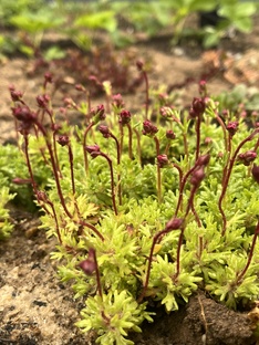 Выставки и фестивали для садоводов