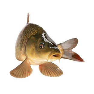 Карп: от пруда до рекорда — всё, что нужно знать об этой рыбе