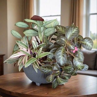 Композиции из растений