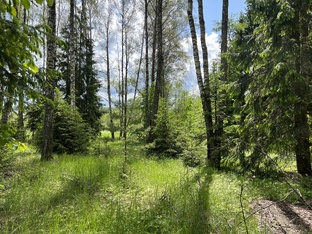 Подмосковное грибное и сказочное от КУ