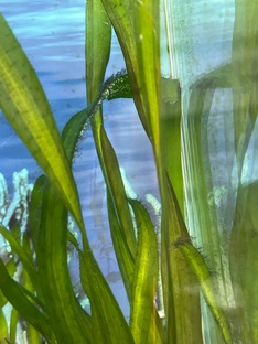 Водоросли в аквариуме.