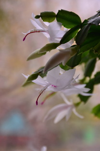 Лесные кактусы