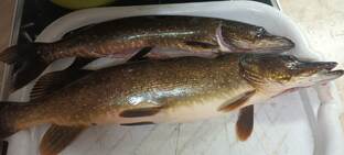 Дождь,рыбалке не помеха.