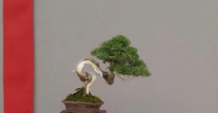 Бонсай Франция