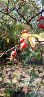 Удачная дача