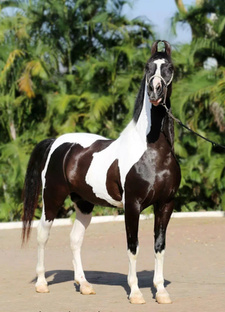 Описание лошадей 