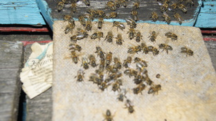 обработка пчел от клеща на пасеке