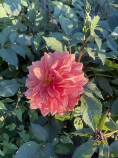 Письма, которые я не отправил