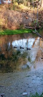 Мои питомцы.Домашнее хозяйство 