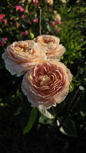 Розы в моем саду 