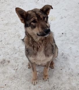 Ирма и три щенка 