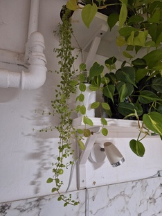 Плектрантус простратус