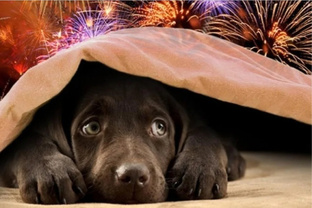 Новогодние истории