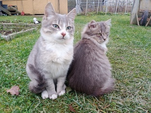 История нашего переезда из города в деревню 