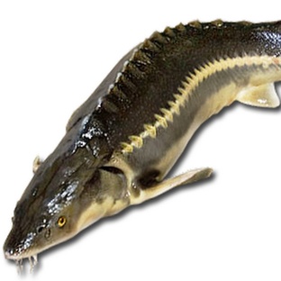 Осетр: древняя рыба с чёрной икрой и тайнами эволюции