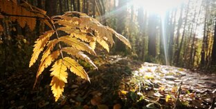 Сказки и притчи